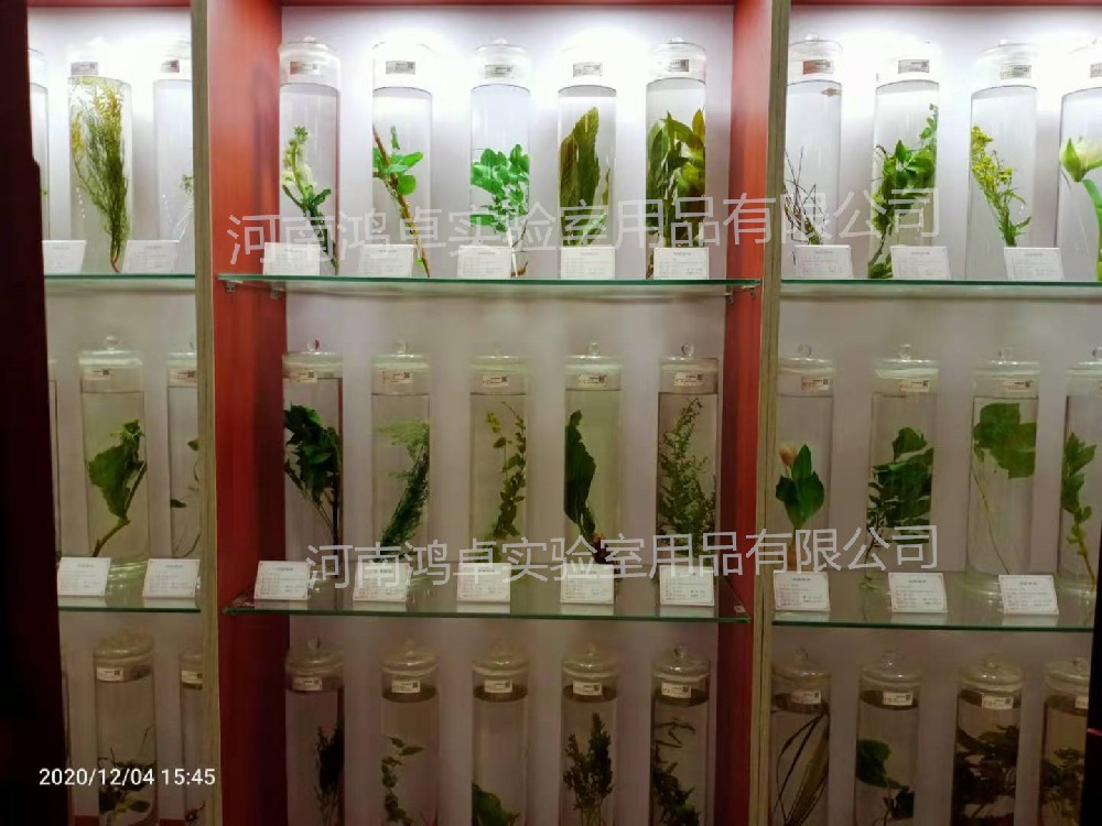 浸制標(biāo)本