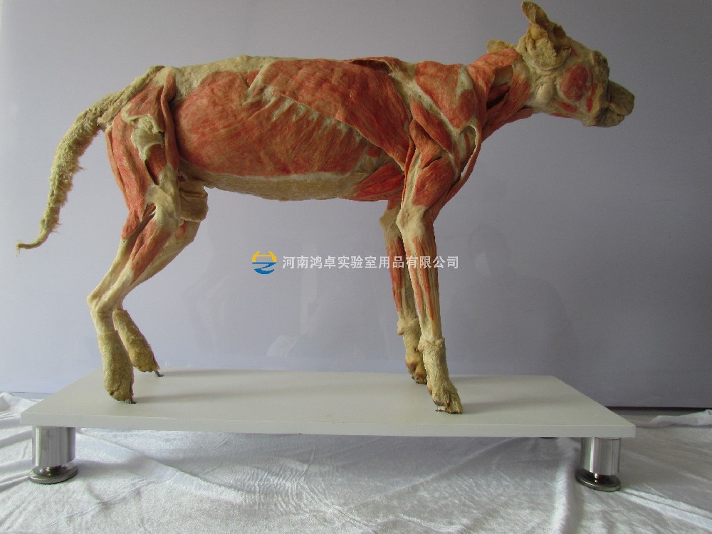 犬整體肌肉塑化